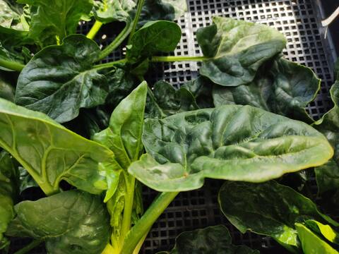 ✨朝採り鮮度でお届け！高菜(350g)とほうれん草(500g)の旬野菜セット｜農薬・化成肥料不使用✨