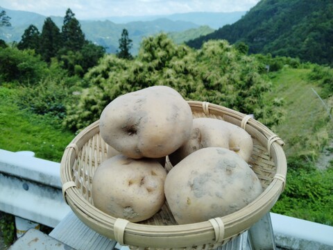 世界農業遺産の地域で採れたじゃがいも！男爵60サイズ箱バラ詰め