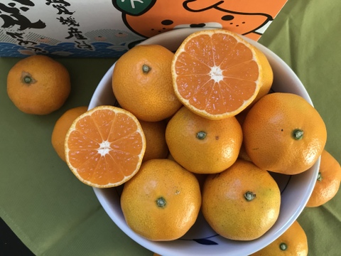 お試し欲張り柑橘セット【早生みかん2kg】【イエローレモン1kg】