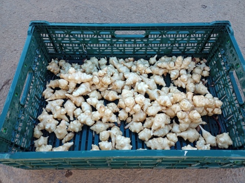 【話題のスーパーフード!!】　菊芋 1kg (250gx4p)