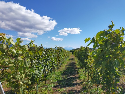 Passerelle Rose（パスレル ロゼ） 2024