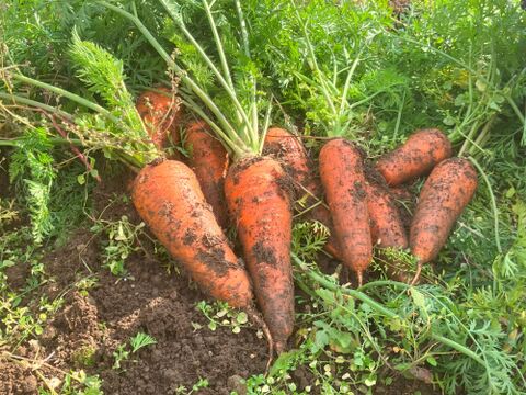 生で食べても！お料理の美味しさを引き立てる、有機栽培人参5ｋｇ