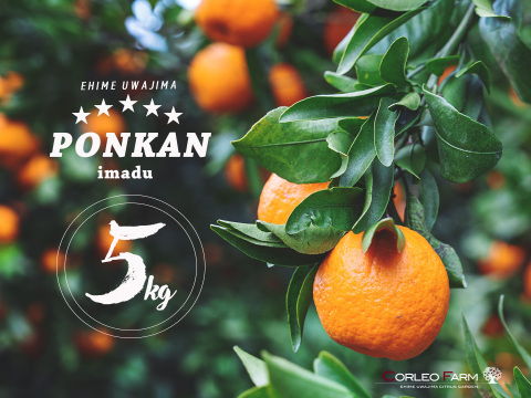 ★豊作セール★【爽やかな香りと濃厚なコク】熟成 今津ポンカンAセレクション（家庭用）4.5kg