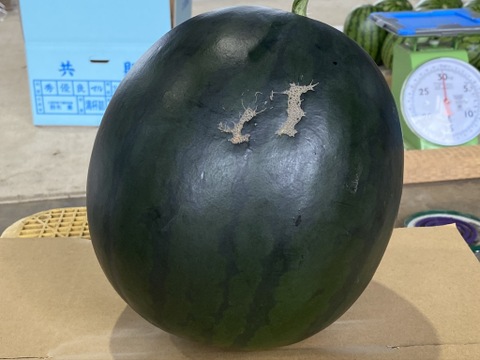 キズあり品 種ごと食べられるスイカ!
糖度12度越え大玉すいか (1玉7kg)