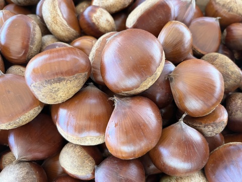 大分県産栗(2kg)