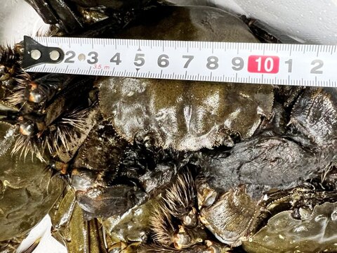 🧊急速冷凍モクズガニ🦀大サイズ2kg(目安9-15杯) 2kg入り×1箱で