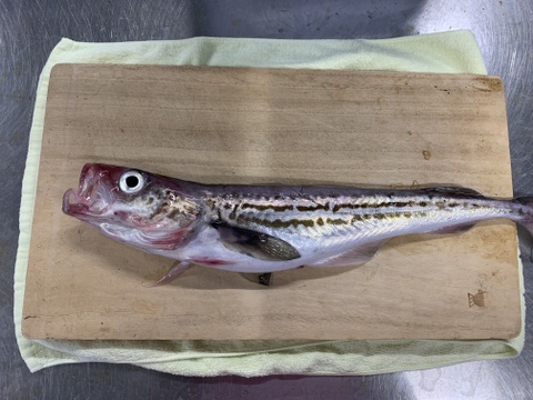 延縄漁でとれたスケソウダラ ぶつ切り冷凍 北海道産の魚介類 食べチョク 産地直送 産直 お取り寄せ通販 農家 漁師から旬の食材を直送