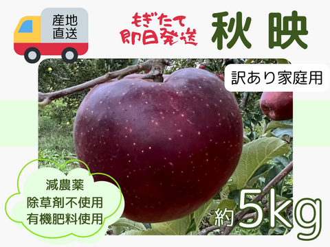 もぎたて 即日発送 りんご 秋映 訳あり 家庭用 5kg 長野県産 信州りんご発祥の地 産地直送 除草剤不使用 人にやさしく環境にもやさしい