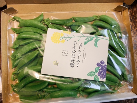 【メール便】朝どり直送！栽培期間中農薬不使用☆スナップえんどう450ｇ