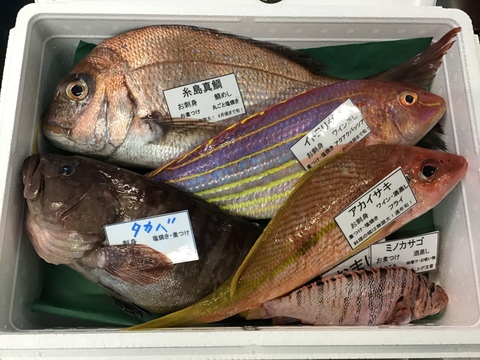 5月解禁‼️
天然糸島真鯛1匹と漁師におまかせ(2匹)セット！