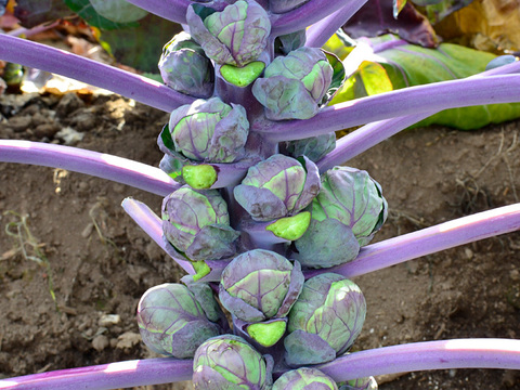 【お得！珍しい】紫芽キャベツ（1kg）【静岡県磐田市産】