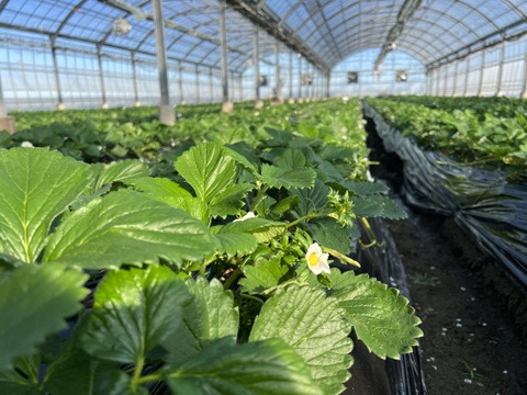 【完熟】JGAP認証食べ比べ2品種セット(2パック入り)千葉県産