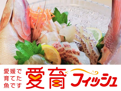 【愛媛のブランド真鯛訳アリ・お得】朝どれ鮮魚『海の鯛陽B品』神経〆付