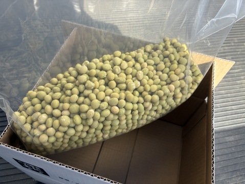 【訳あり】　入手困難！？　幻のダイズ『こうじいらず』(1KG)