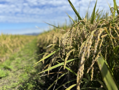 特別栽培  お米「みずほの輝き」 令和7年産 25kg