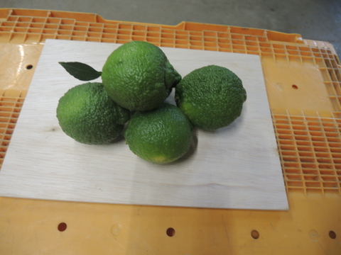 【和歌山産】ライム２キログラム ★殺菌剤不使用で皮までOK★果汁たっぷり！新鮮なメキシカンライム