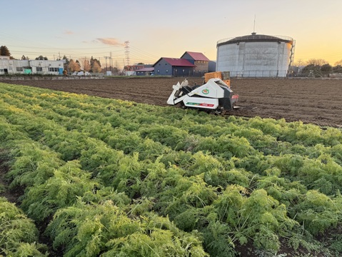 【アウトレット】冬採れ"京くれない"サイズ色々☆4.5kg【リコピンにんじん】