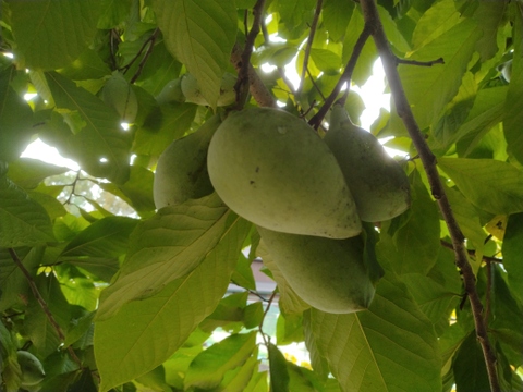 【幻のフルーツ☆森のカスタード】ポポー1.5Kg（約１０個）以上をお届け【クール便】