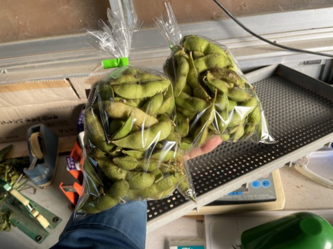 シーズン終盤！丹波黒枝豆（1.2kg）