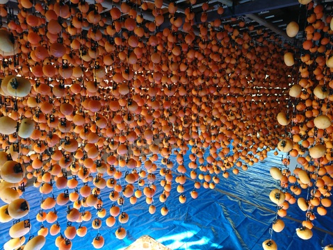 訳あり市田柿1000gr（500grｘ２）大粒