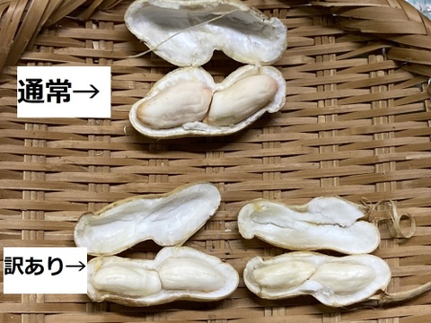 【訳あり】【今旬！生落花生】＜秋限定の大粒#おおまさり1kg＞茹でてホクホク甘い#栽培期間中農薬不使用栽培