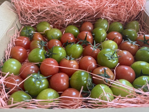 Ⓦ0.6kg ～春夏秋冬～秋もトマトを楽しみましょう！プチぷよ＆プチぷよグリーン《秋の陣》