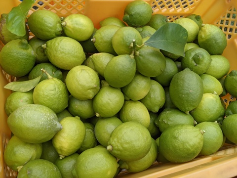 【栽培期間農薬不使用】大崎上島産グリーンレモン２kg