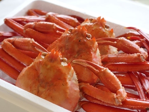 【父の日ギフト】『冷凍』佐渡島直送！浜茹で紅ズワイガニ（1杯400g/3杯）