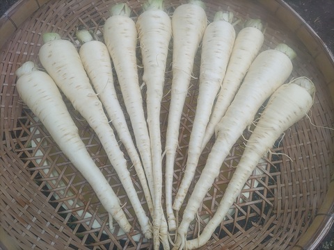 パースニップ（Parsnip） 1kg 1本当たり200g～250g