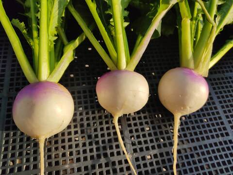 ✨農薬・化成肥料不使用のコカブ食べ比べセット750g✨