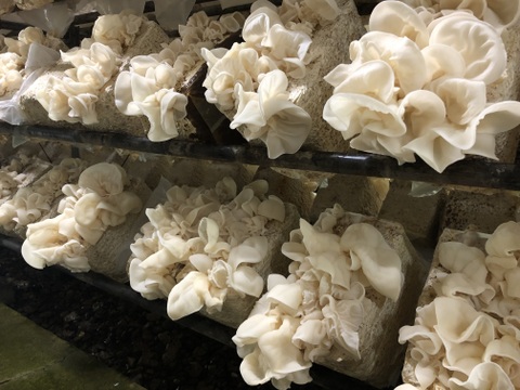 【お鍋にどうぞ】プリプリしっとり☆徳島県産乾燥きくらげ白30g×4