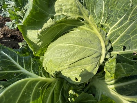 シャキシャキ！春キャベツ4玉