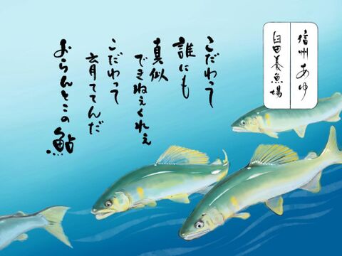 【生鮮】ワンランク上の鮎【信州あゆ２L】10尾
