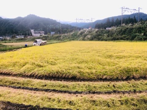 【新米　令和3年産】減農薬栽培　コシヒカリ（新潟・湯沢産）5kg×2個セット