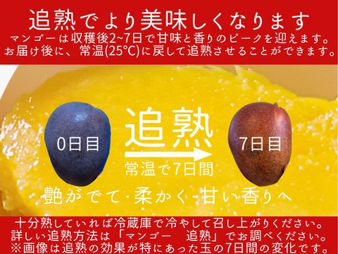 マンゴーの王道！『アーウィン』3kg良品