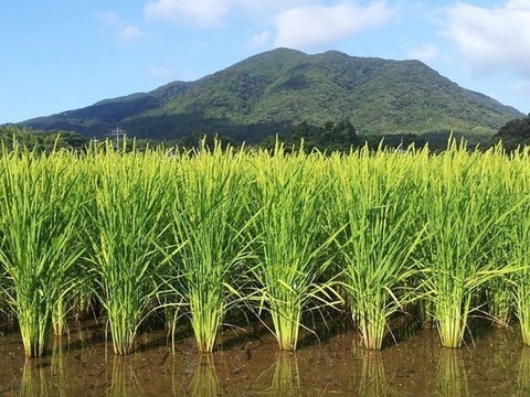 新米「にこまる」(白米5kg) 農薬除草剤不使用の特別栽培米　（福岡エコ農産物認証1511292）
