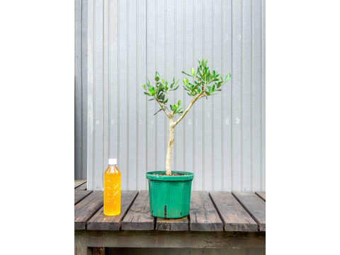 オリーブ 鉢植え マウリーノ｜育てやすい シンボルツリー・盆栽にも最適　27