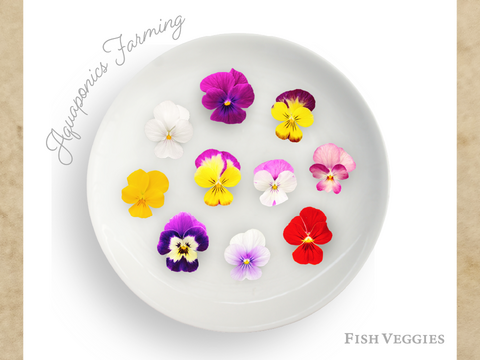 【エディブルフラワー】ビオラ・化学肥料/農薬不使用の安心して食べられるお花　10輪