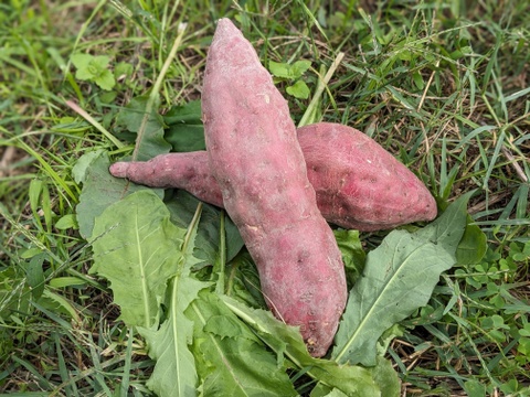 【とびっきりの甘熟野菜！】からだにやさしい野菜と新米セット