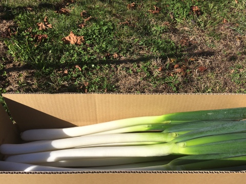 「白ネギ」とろ〜り柔らか♡甘さある長ネギ～カットネギこだわりの果物堆肥1㎏60サイズ＜白い部分のみ1/3に切って箱に詰めてお届けします！＞