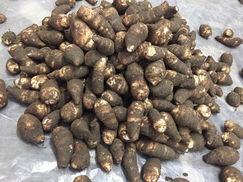 数量限定早い者勝ち！煮物や鍋料理で！伝統的京野菜 海老芋 子芋LMサイズ・孫芋バラ各1kg（合計2kg）