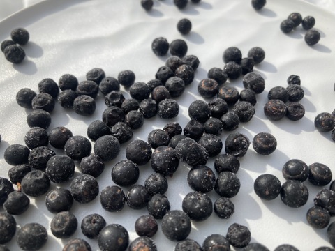 天然ナツハゼ　１キロ　京都産 プロトン冷凍