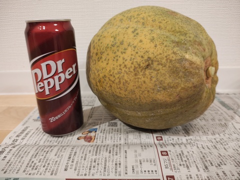 クリスマス特価　沖縄のフルーツパパイヤ2.8ｋｇ