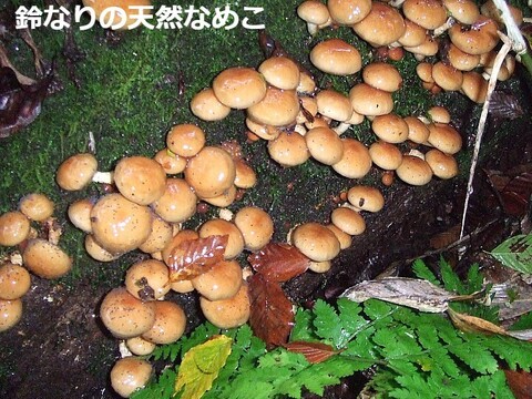 【予約】おいしい天然なめこ１ｋｇ以上~ 天然ならではの味と風味は格別 山形産