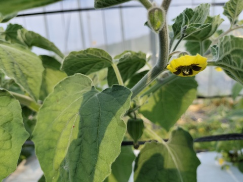 スーパーフード　食用ほおずき　食べ比べセット　100ｇずつ　味の違いをお楽しみください