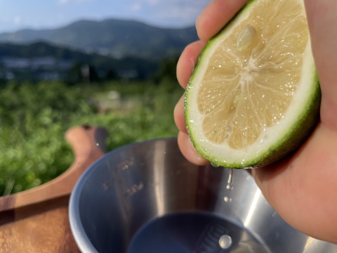 【数量限定】お試しサイズ、グリーンリスボン　1.5キロ