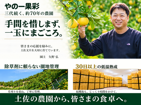 土佐文旦 大玉3kg 家庭用｜ひと房ごとの食べ応え｜約5～7玉｜発祥の地・高知県土佐市産｜30日以上低温熟成｜日本ギフト大賞受賞｜柑橘・果物のお取り寄せ｜2027年先行予約｜やの一果彩
