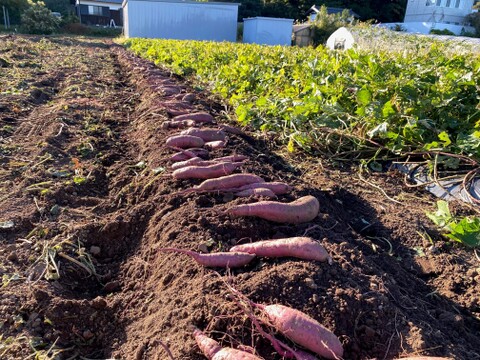 超熟成！農薬・化学肥料不使用！ムロ出し紅はるか５kg！