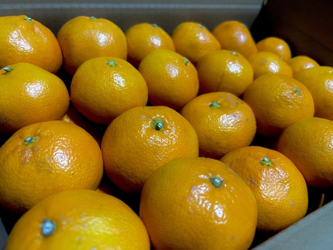 和歌山県限定！きゅうき2.7㎏（25個〜30個）