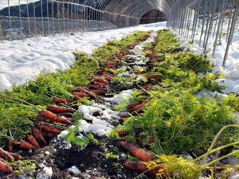 【限定3組】飛騨の生命力の結晶。2190日の沈黙と、日本一の栄養価を贈る「極・コンプリートBOX」